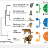 新出版物描述了猫进化的发现以帮助未来的疾病研究
