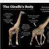 新研究发现食物而非性行为是长颈鹿长脖子进化的原因
